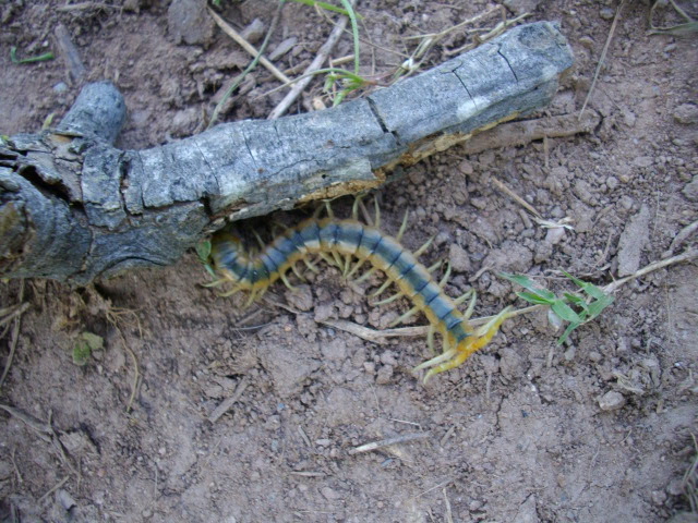 Scolopendra cingulata